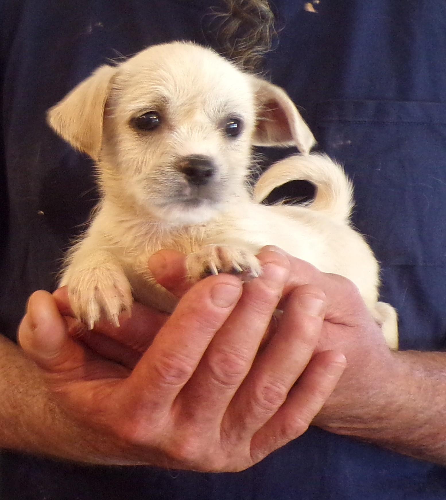Enlarge CAMERON, a ADOPTABLE mixed breed in Corona, CA image 2/3