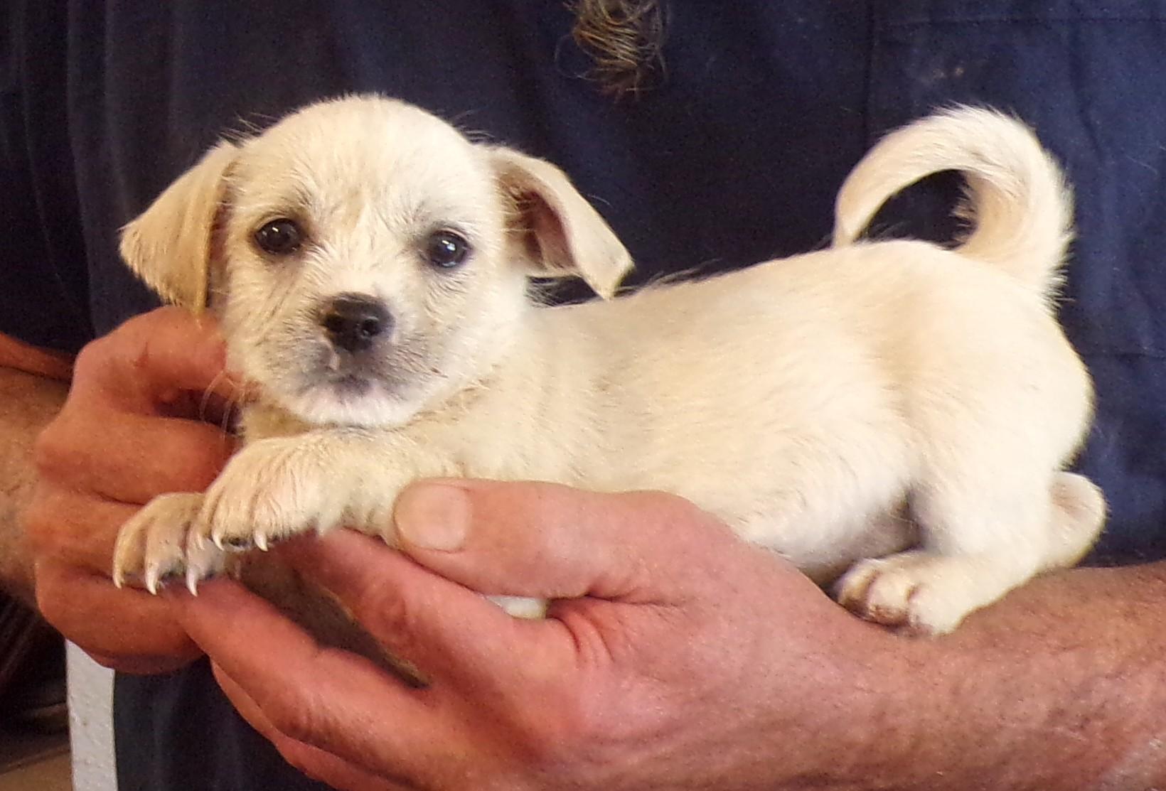 Enlarge CAMERON, a ADOPTABLE mixed breed in Corona, CA image 3/3