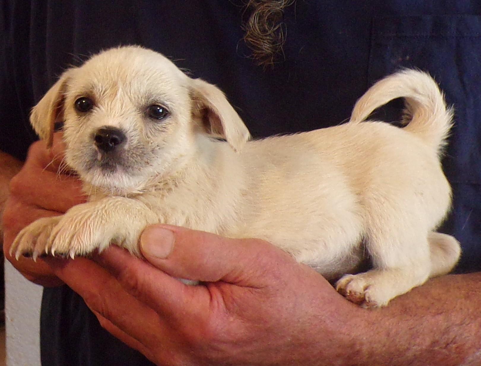 CAMERON, ADOPTABLE, Puppy Male Chihuahua & Shih Tzu.