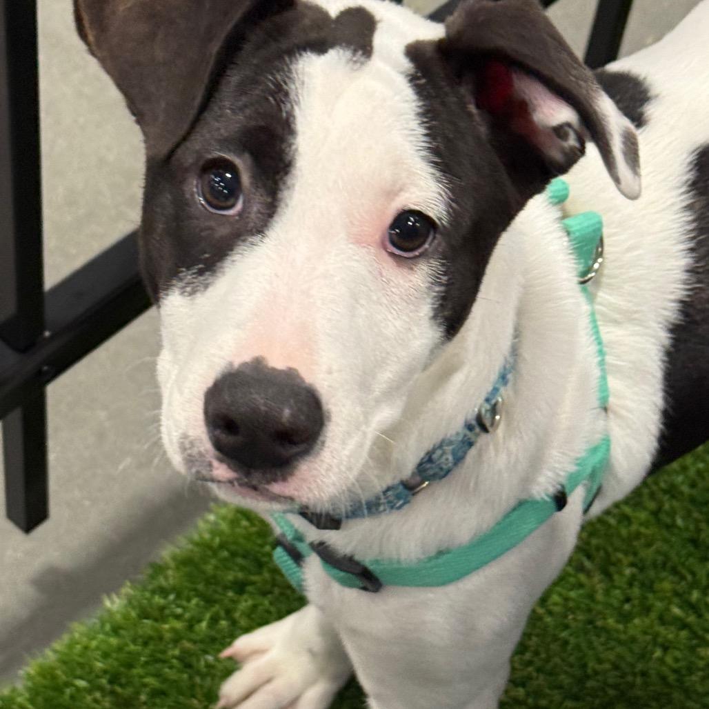 Jade $475, Adoptable, Puppy Female Mixed Breed.