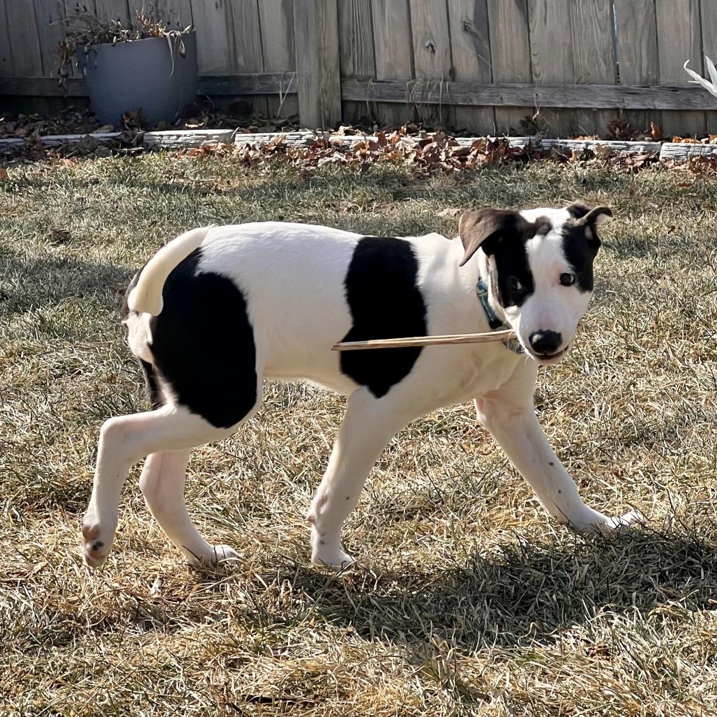 Enlarge Jade $475, a Adoptable Mixed Breed in Milwaukee, WI image 2/5