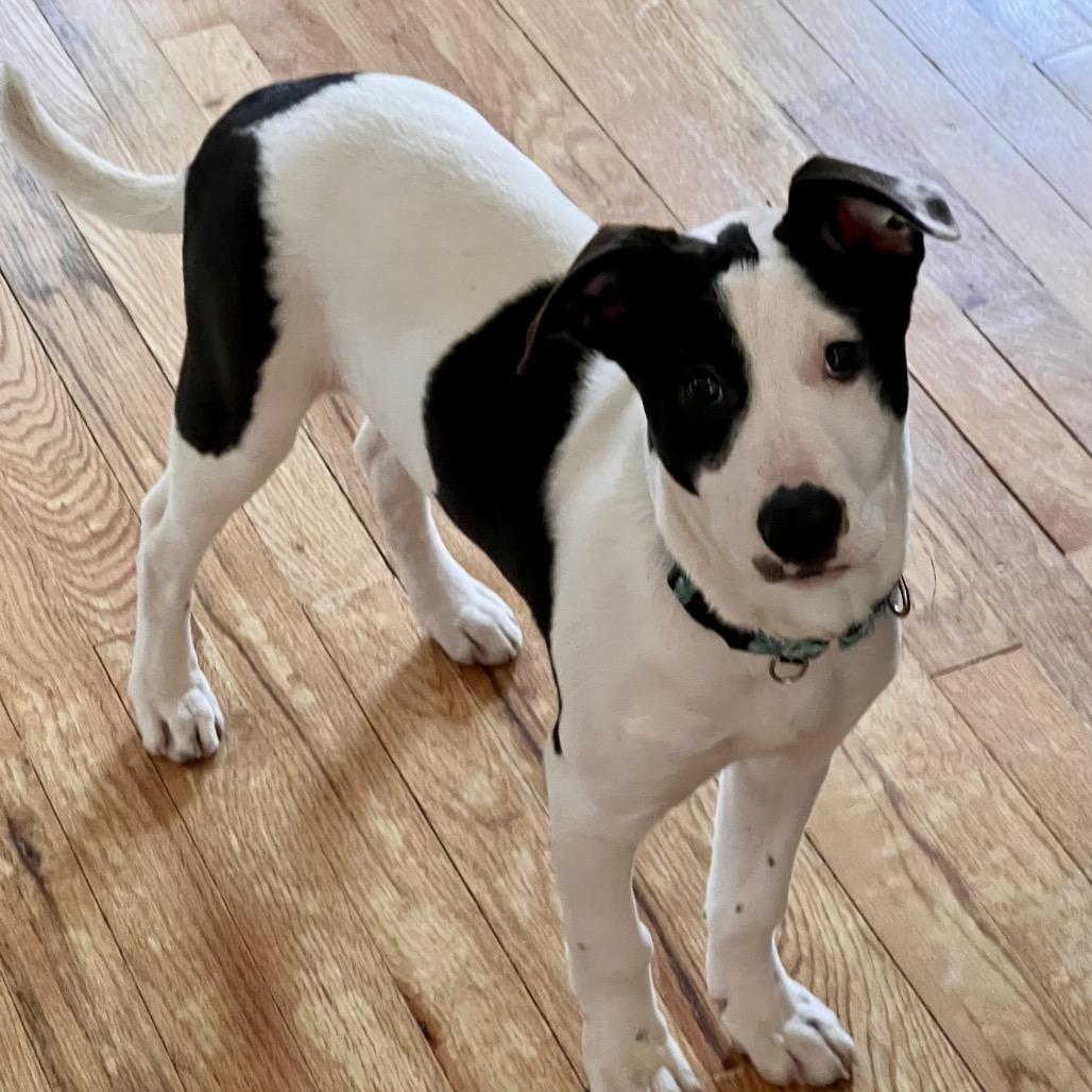 Enlarge Jade $475, a Adoptable Mixed Breed in Milwaukee, WI image 2/5