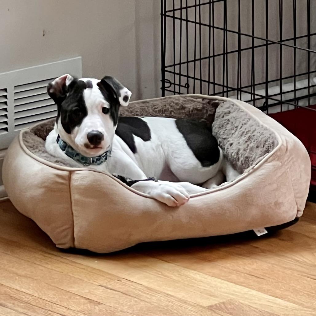 Enlarge Jade $475, a Adoptable Mixed Breed in Milwaukee, WI image 3/5