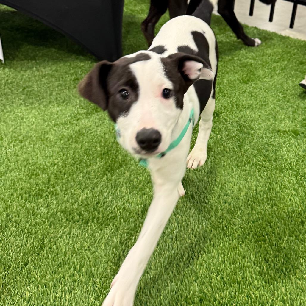 Enlarge Jade $475, a Adoptable Mixed Breed in Milwaukee, WI image 4/5