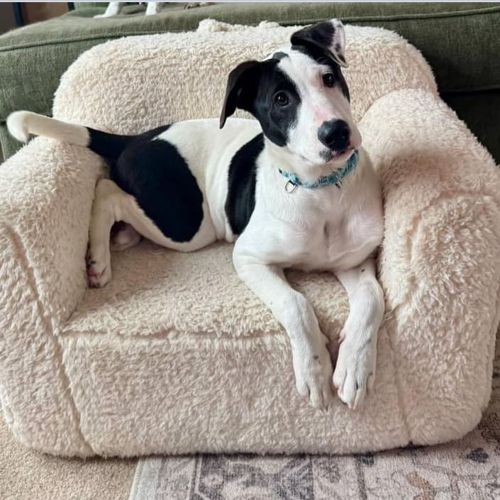 Enlarge Jade $475, a Adoptable Mixed Breed in Milwaukee, WI image 3/5