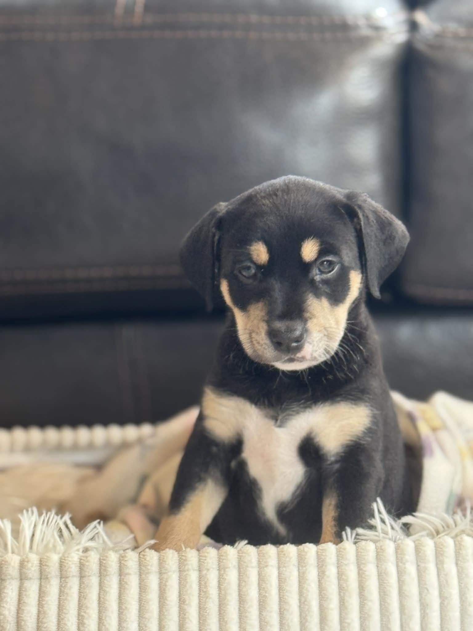 Sprout the Mixed Breed Puppy, an adopted mixed breed in Muskego, WI image 2/3