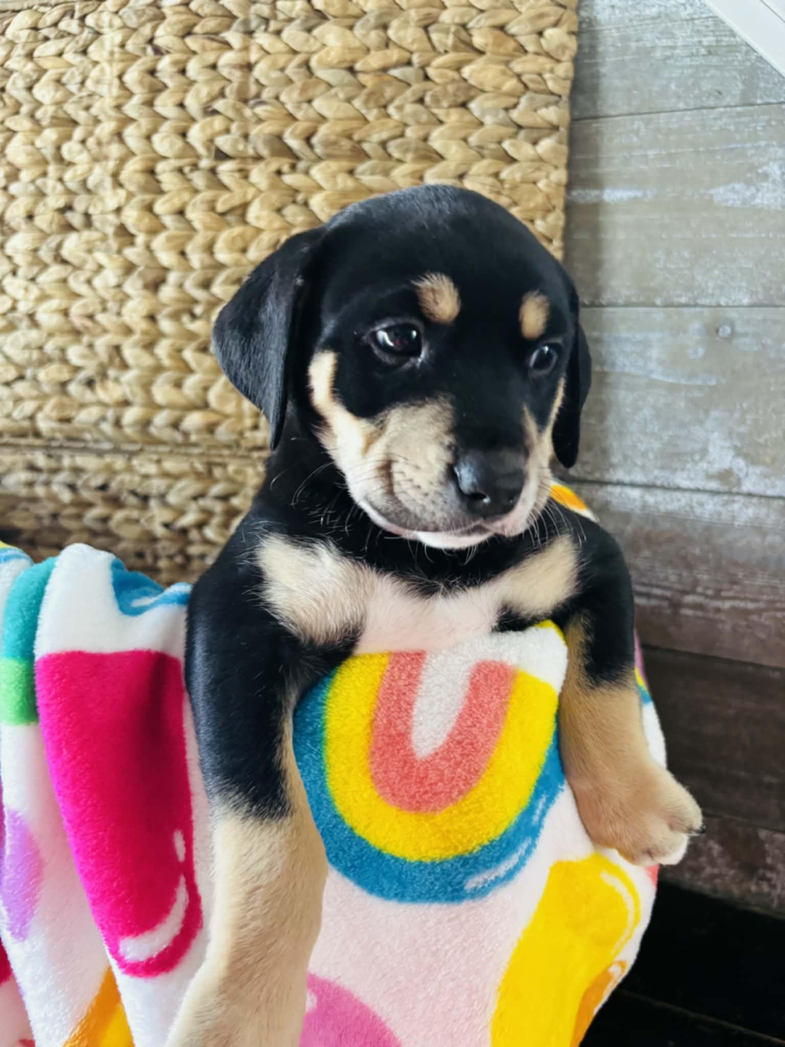 Sprout the Mixed Breed Puppy, an adopted mixed breed in Muskego, WI image 3/3