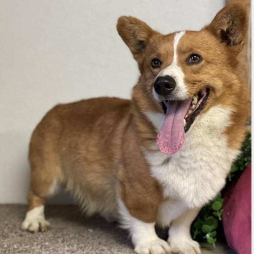 Enlarge Buddy, a Adoptable Corgi in Omaha, NE image 1/1