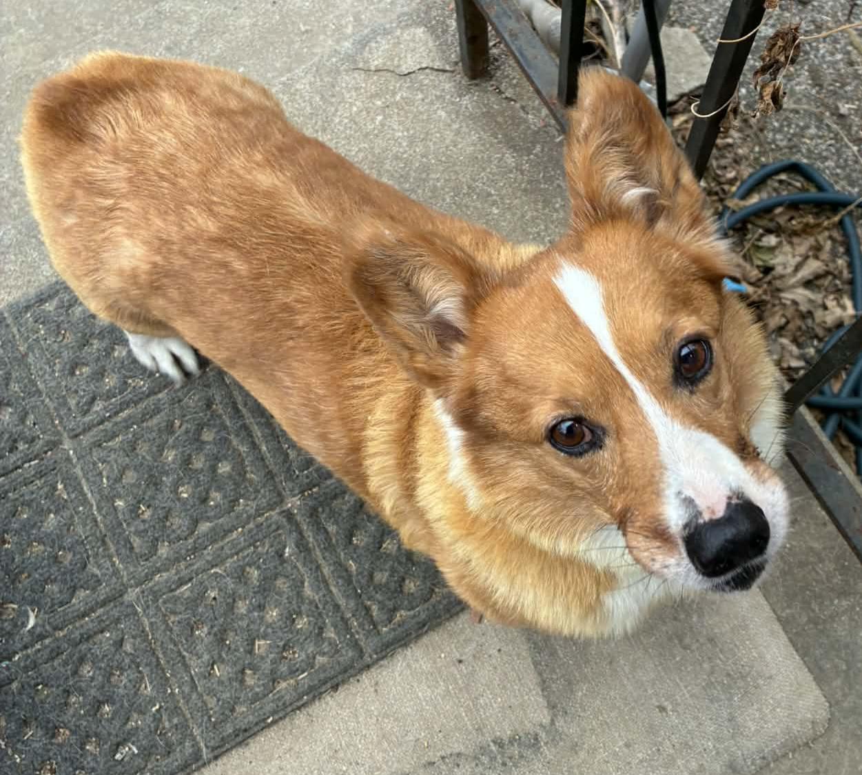 Buddy, Adoptable, Adult Male Corgi.