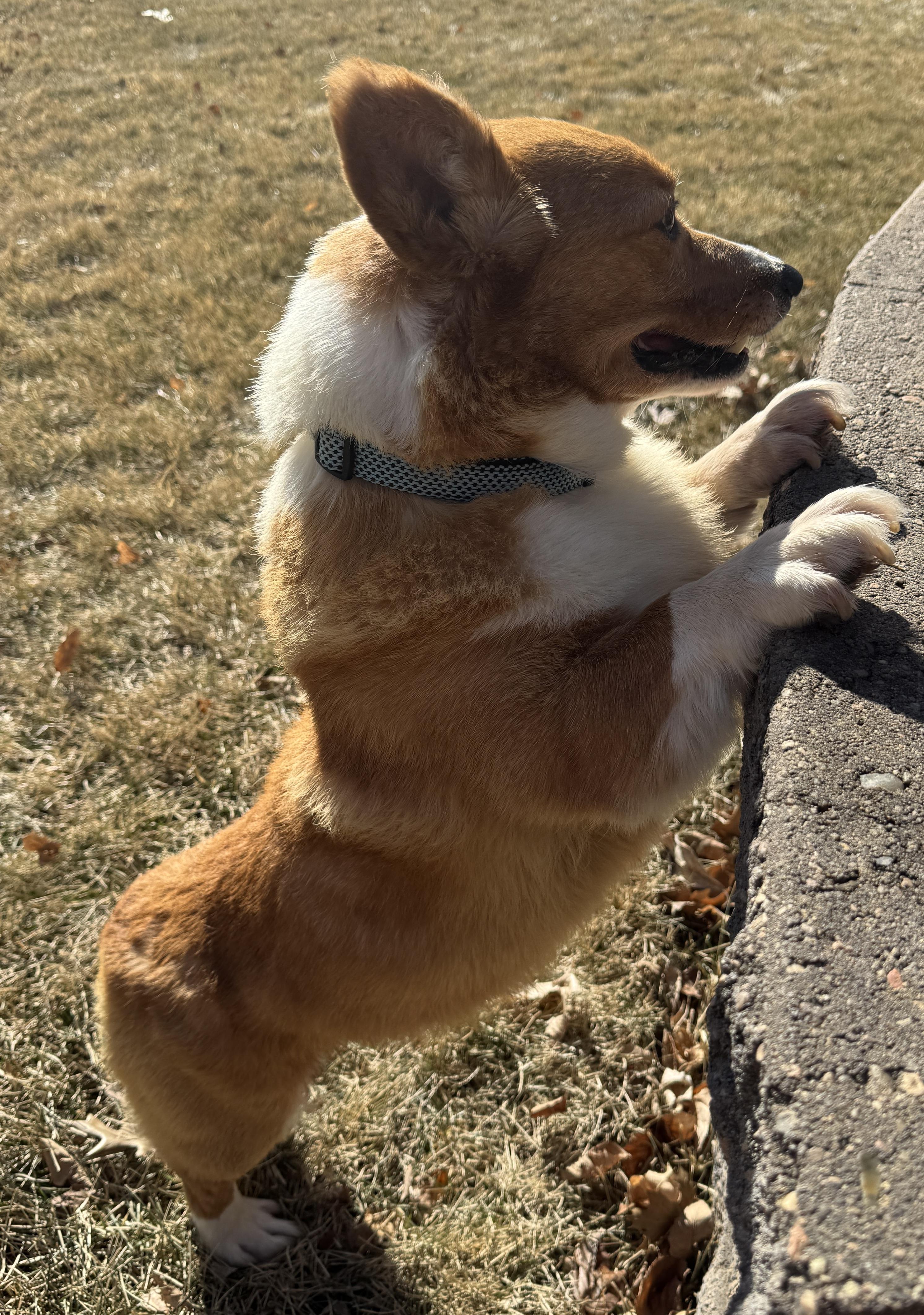 Enlarge Buddy, an adopted Corgi in Omaha, NE image 3/4
