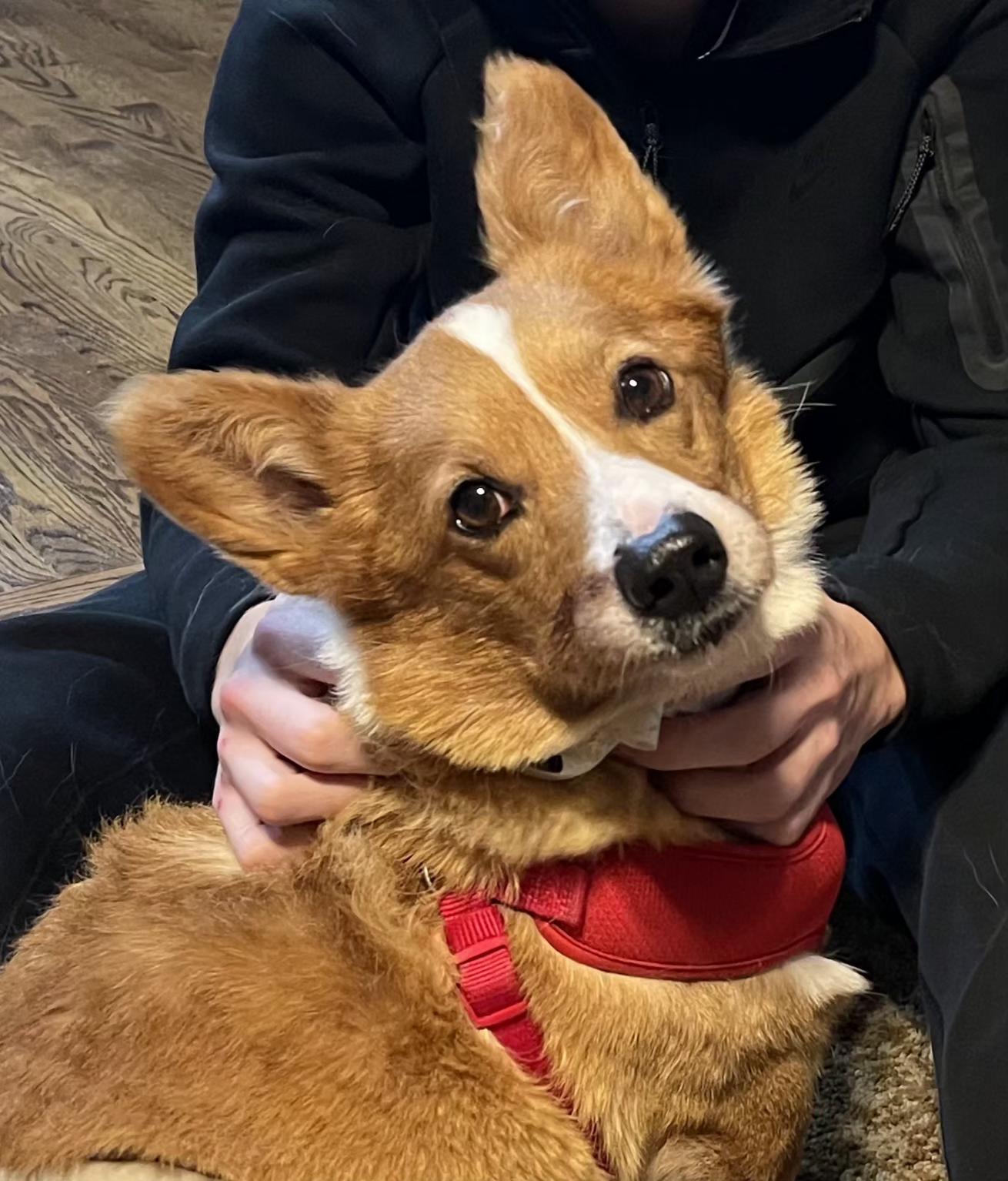 Enlarge Buddy, an adopted Corgi in Omaha, NE image 4/4