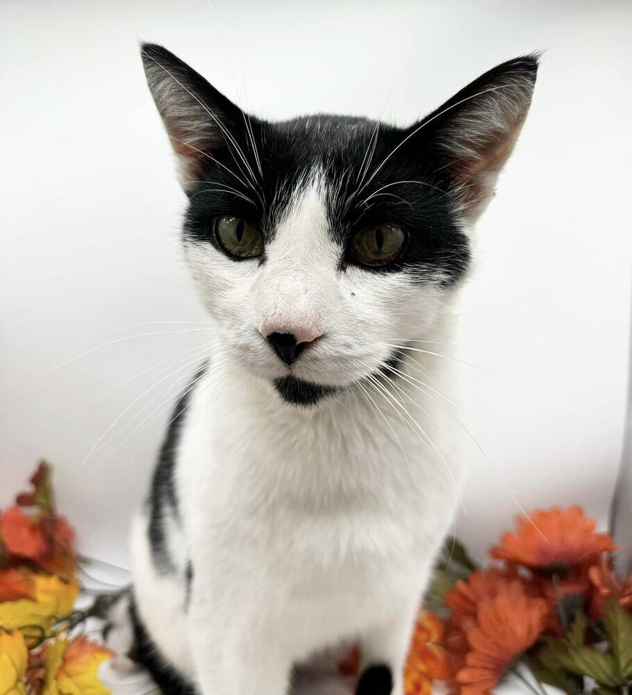 Bandit XIII, Adoptable, Adult Male Domestic Short Hair.