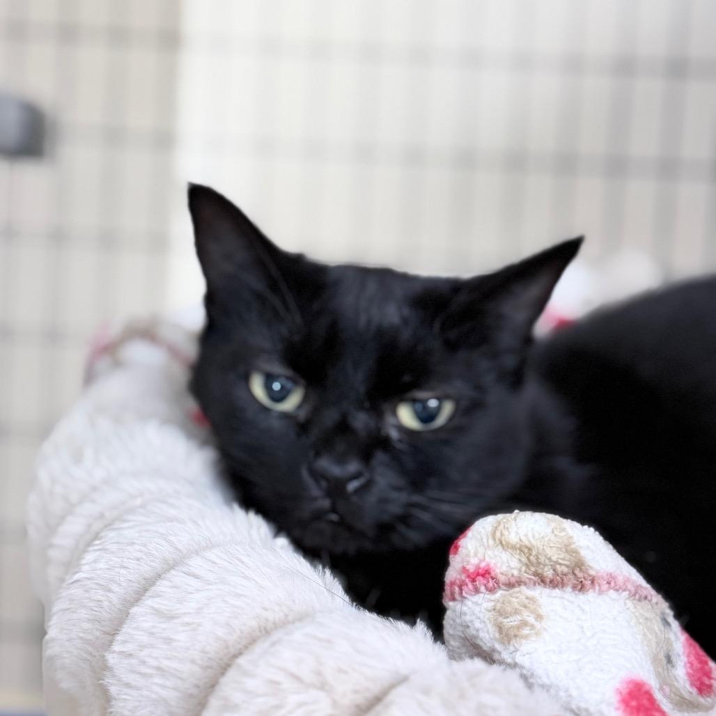 Meadow, Adoptable, Adult Female Domestic Short Hair.