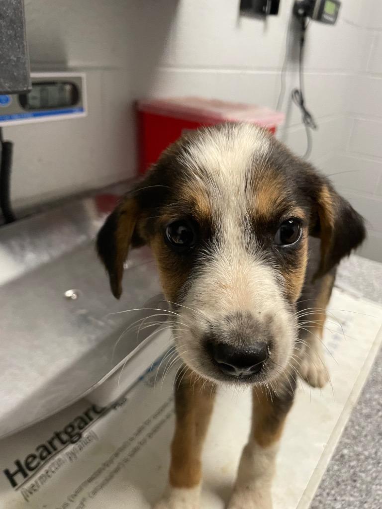 Small Pup 4, Adoptable, Puppy Female Hound & Mixed Breed.