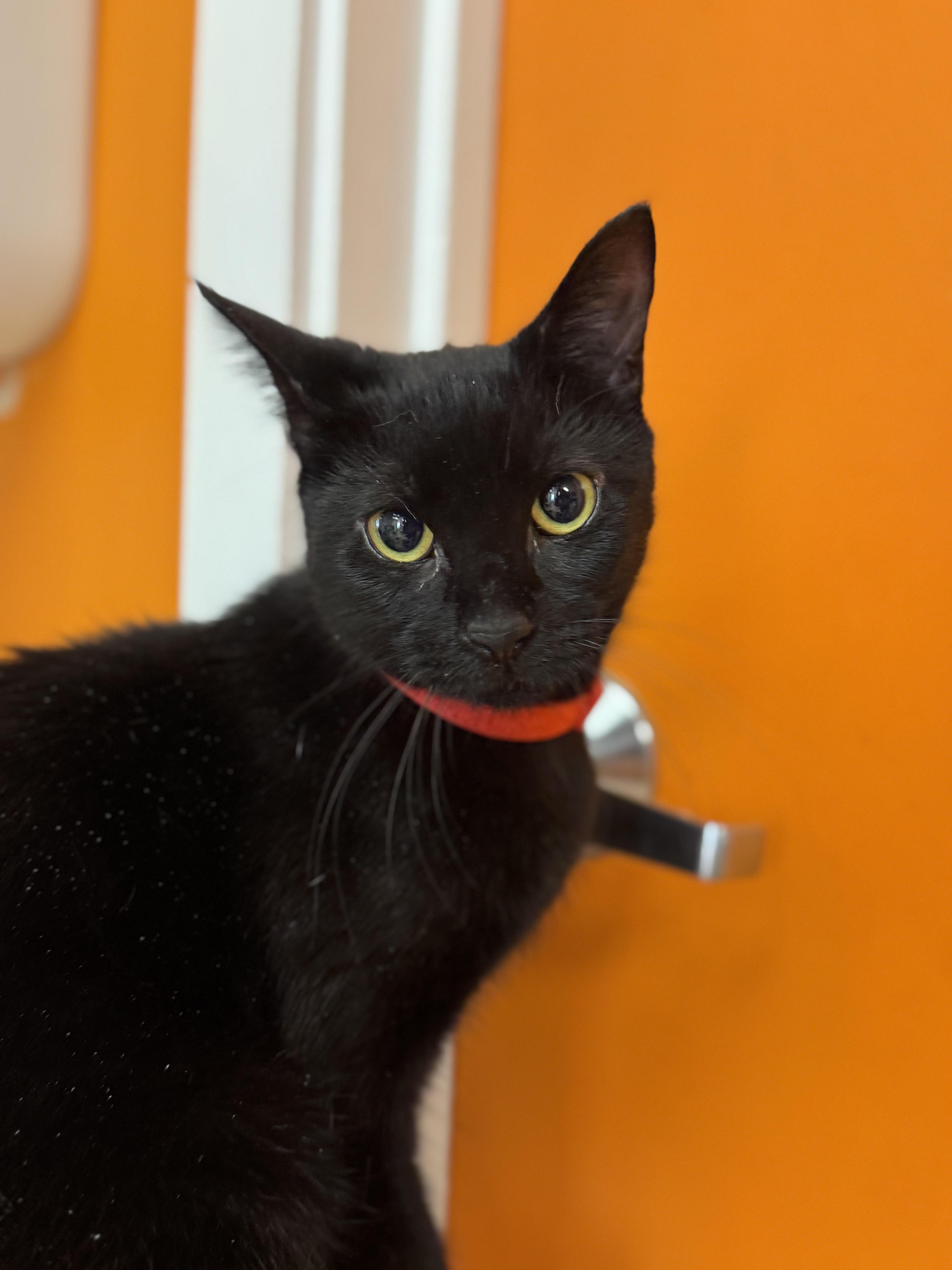 Alice, Young Female Domestic Short Hair