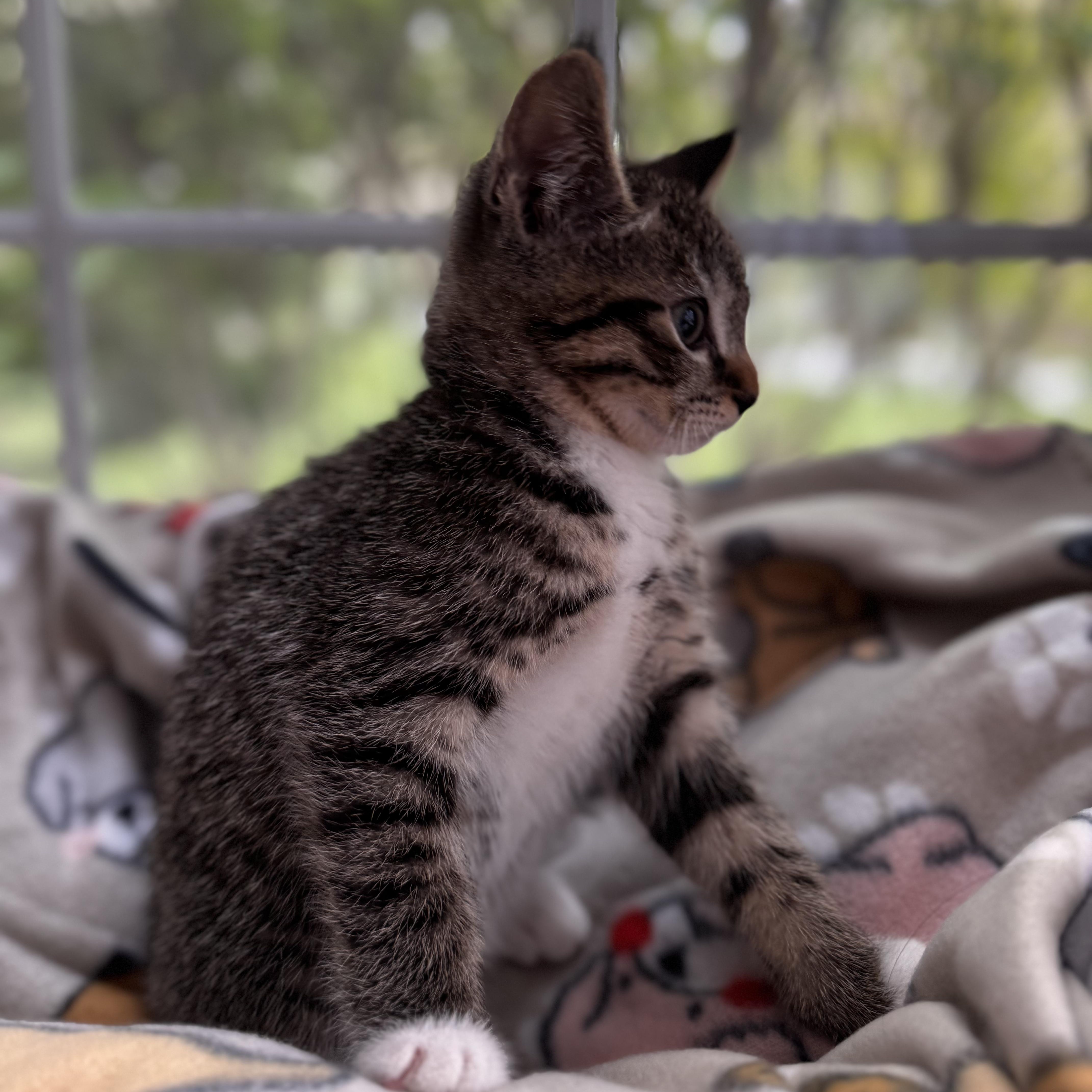 SQUIRT, an adoption pending Domestic Short Hair in East Greenwich, RI image 4/6