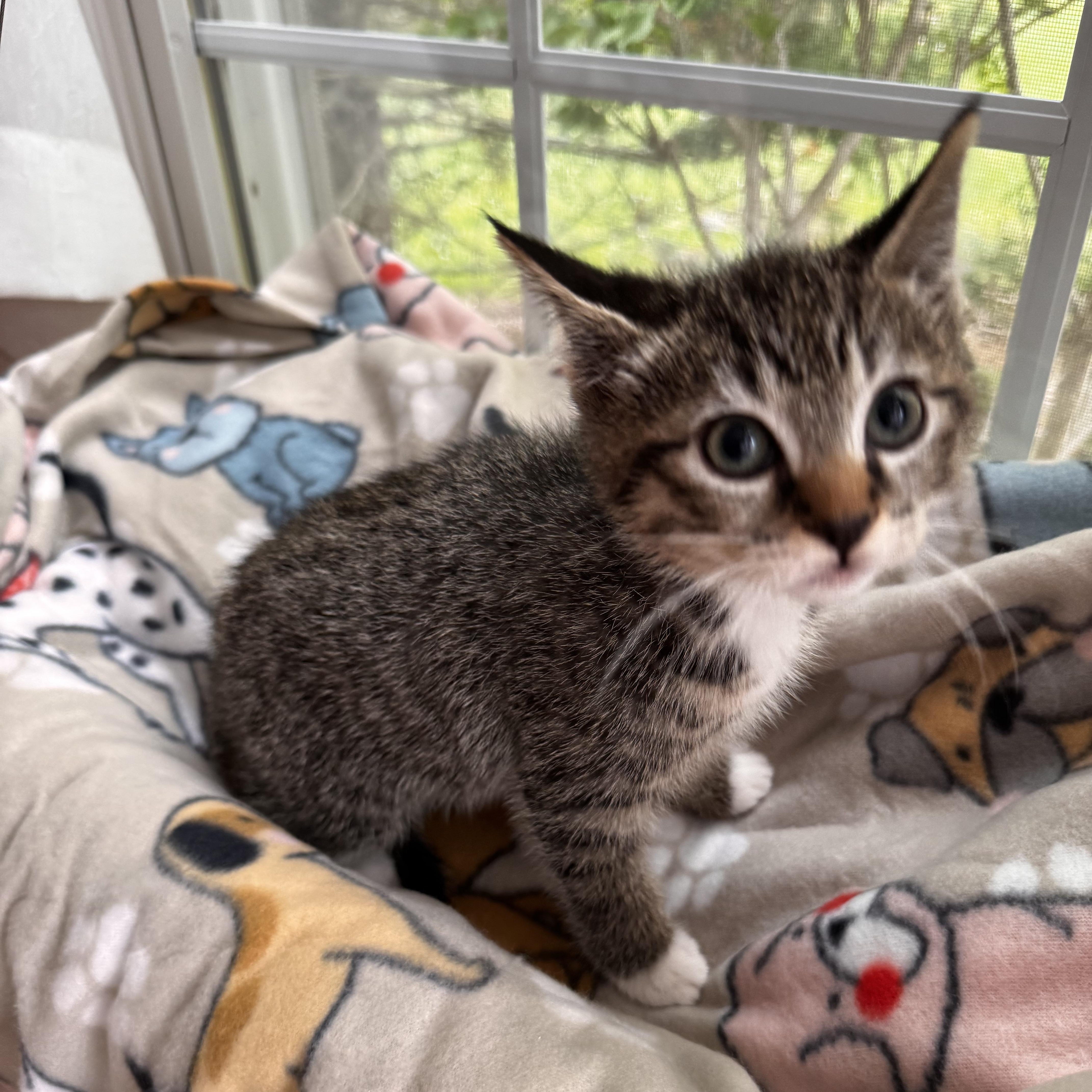 SQUIRT, an adoption pending Domestic Short Hair in East Greenwich, RI image 2/6