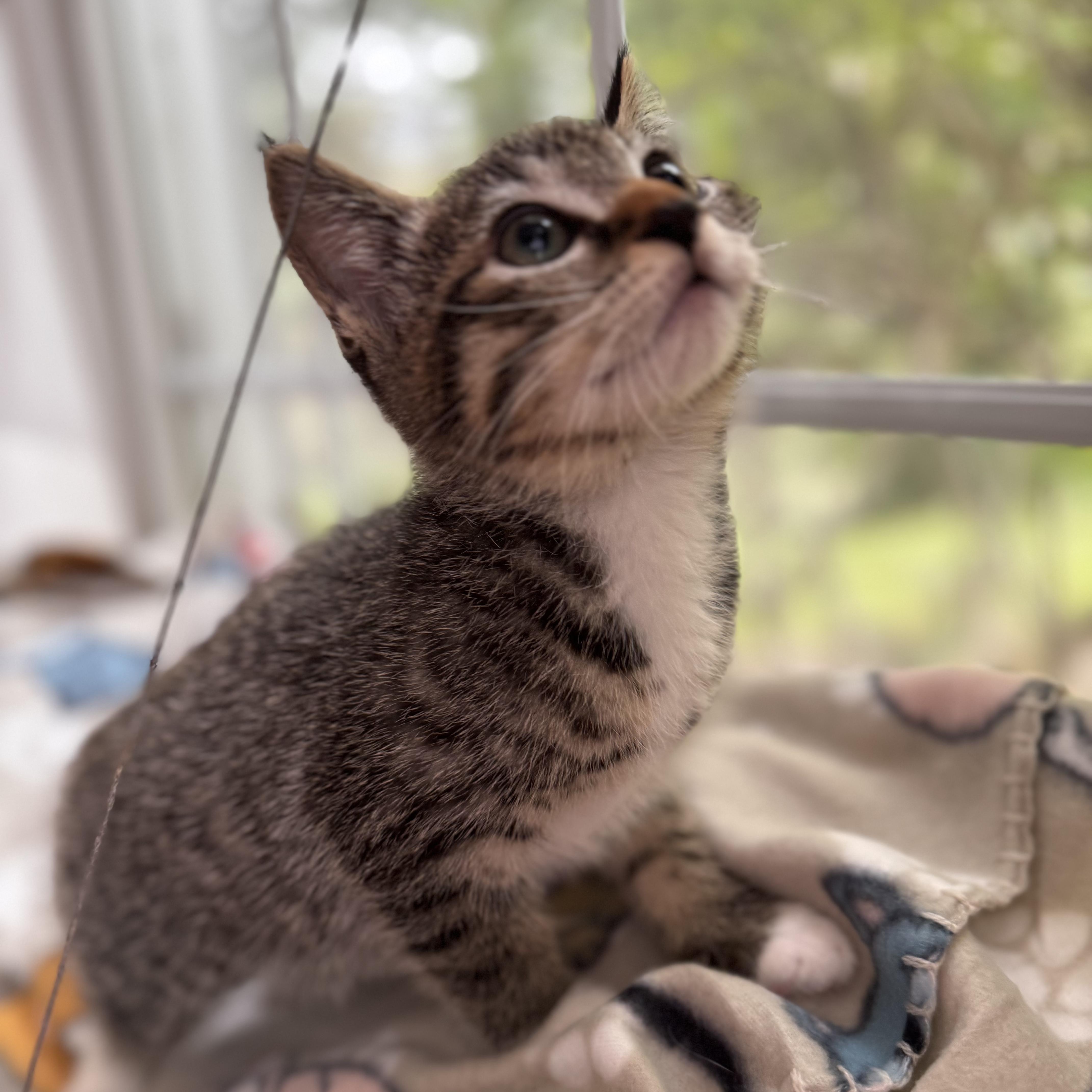 SQUIRT, an adoption pending Domestic Short Hair in East Greenwich, RI image 6/6