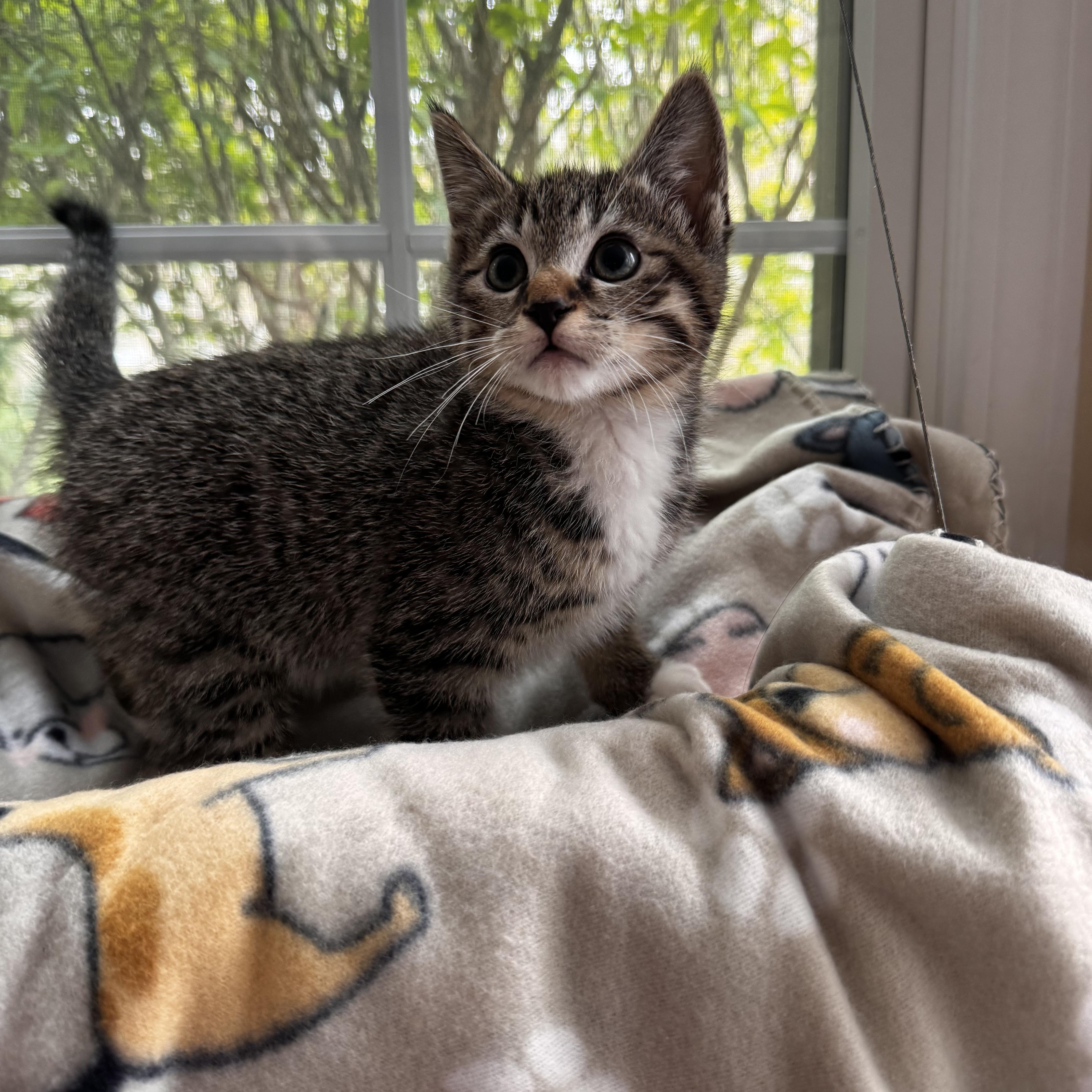 SQUIRT, an adoption pending Domestic Short Hair in East Greenwich, RI image 3/6