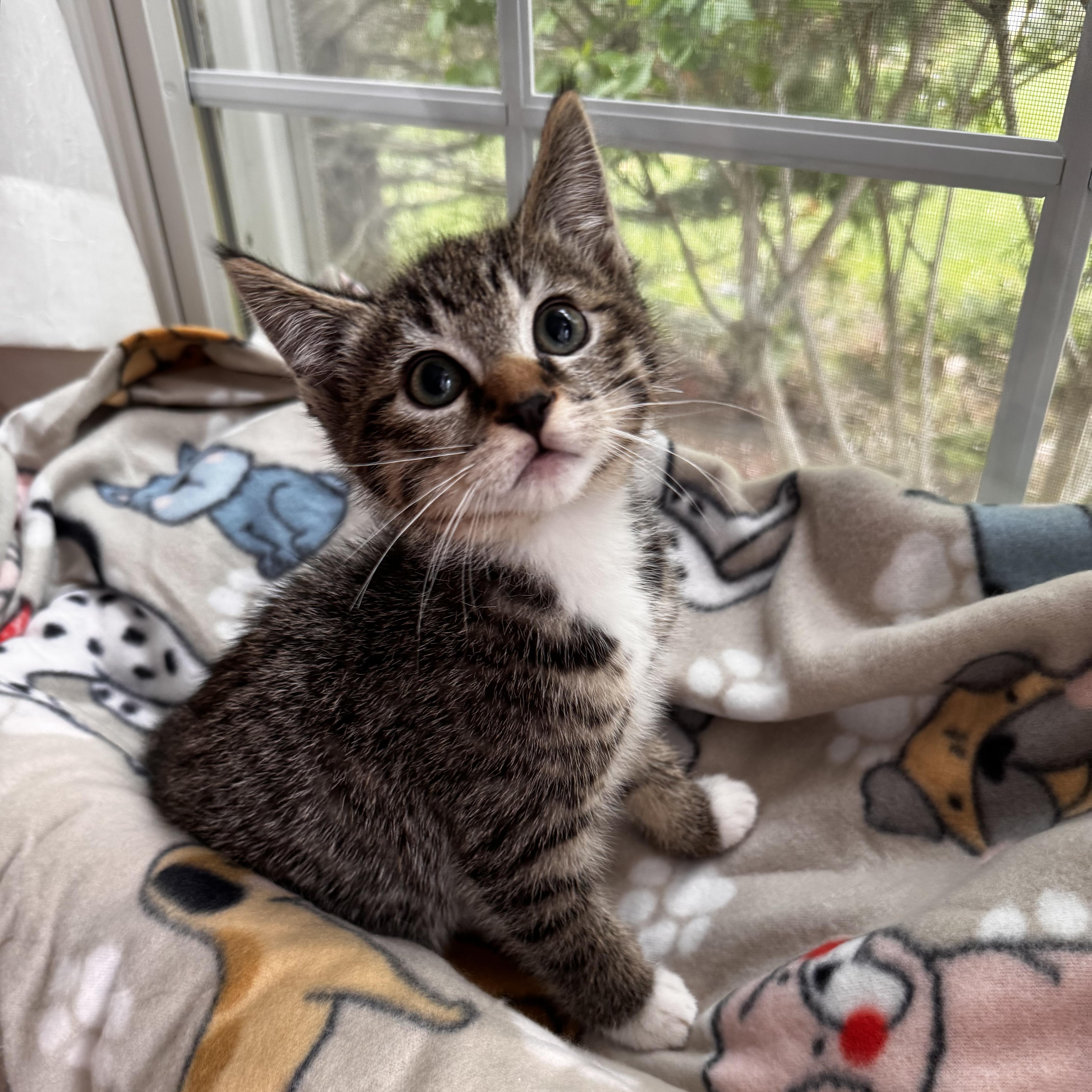 SQUIRT, ADOPTABLE, Kitten Male Domestic Short Hair.