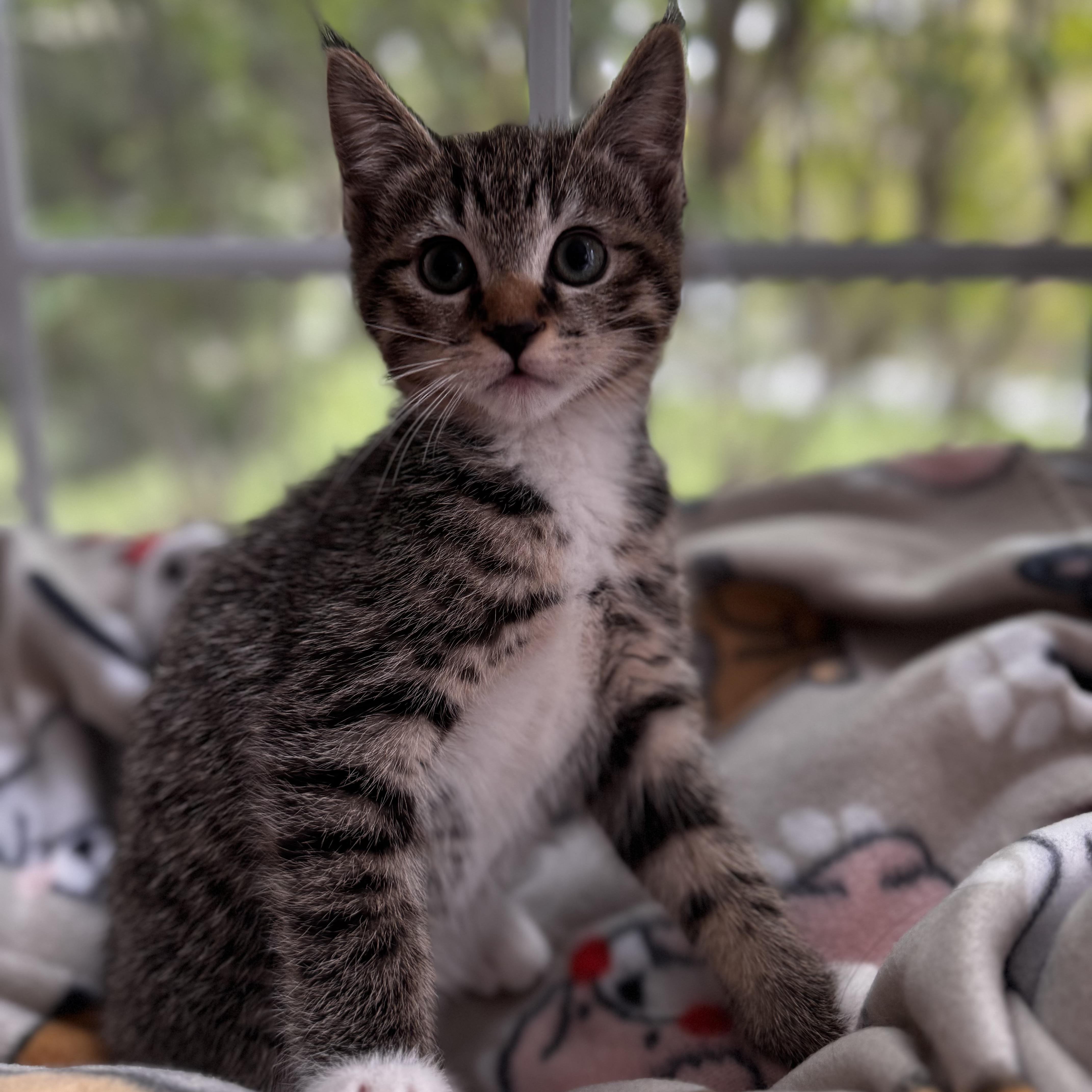 SQUIRT, an adoption pending Domestic Short Hair in East Greenwich, RI image 5/6