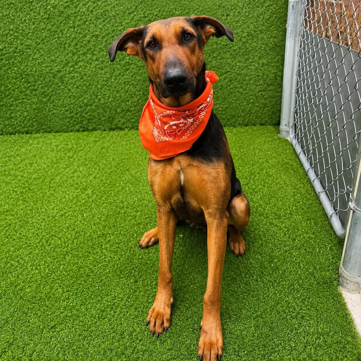 Star, adopted, Young Female German Shepherd Dog & Mixed Breed.