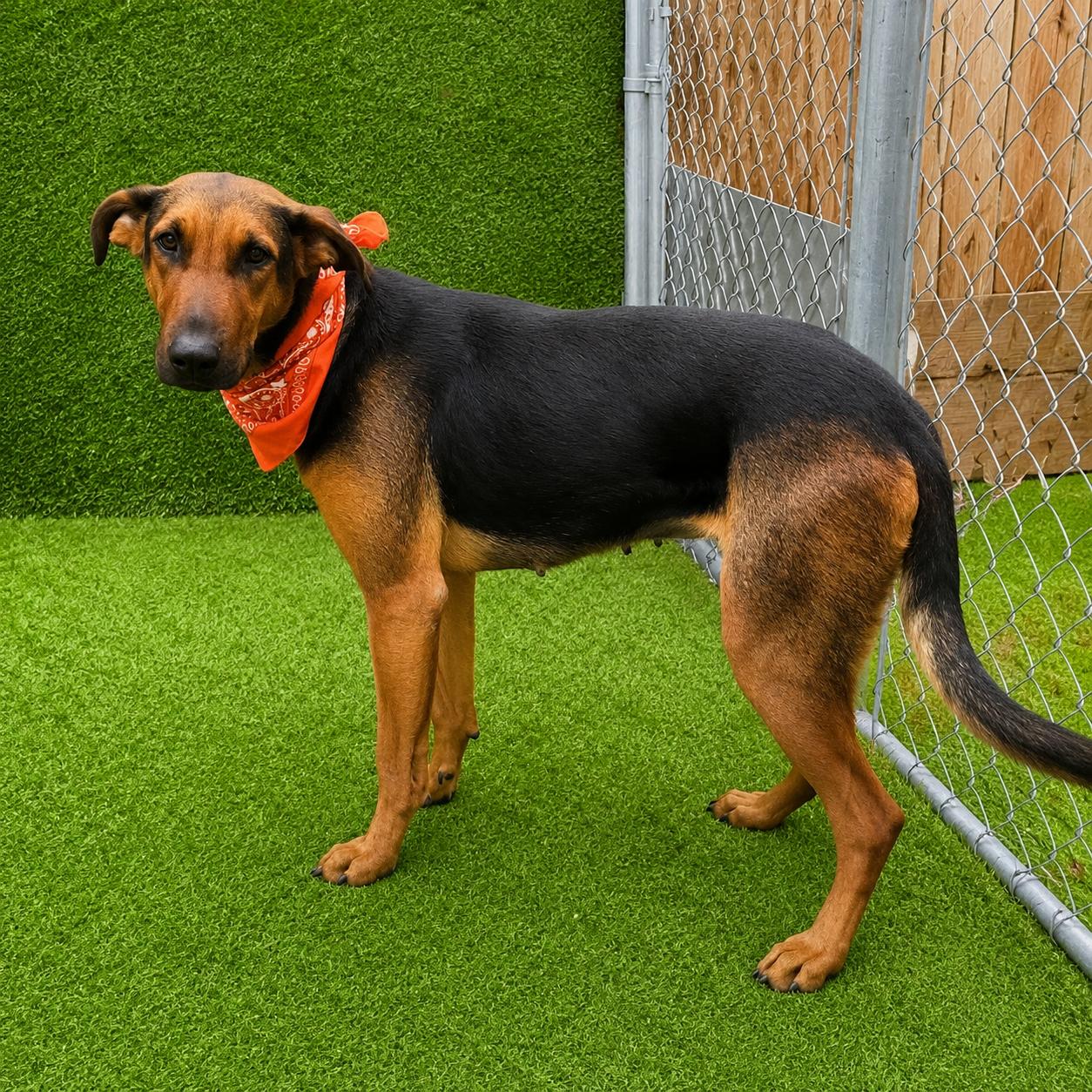 Enlarge Star, an adopted mixed breed in Houston, TX image 4/6