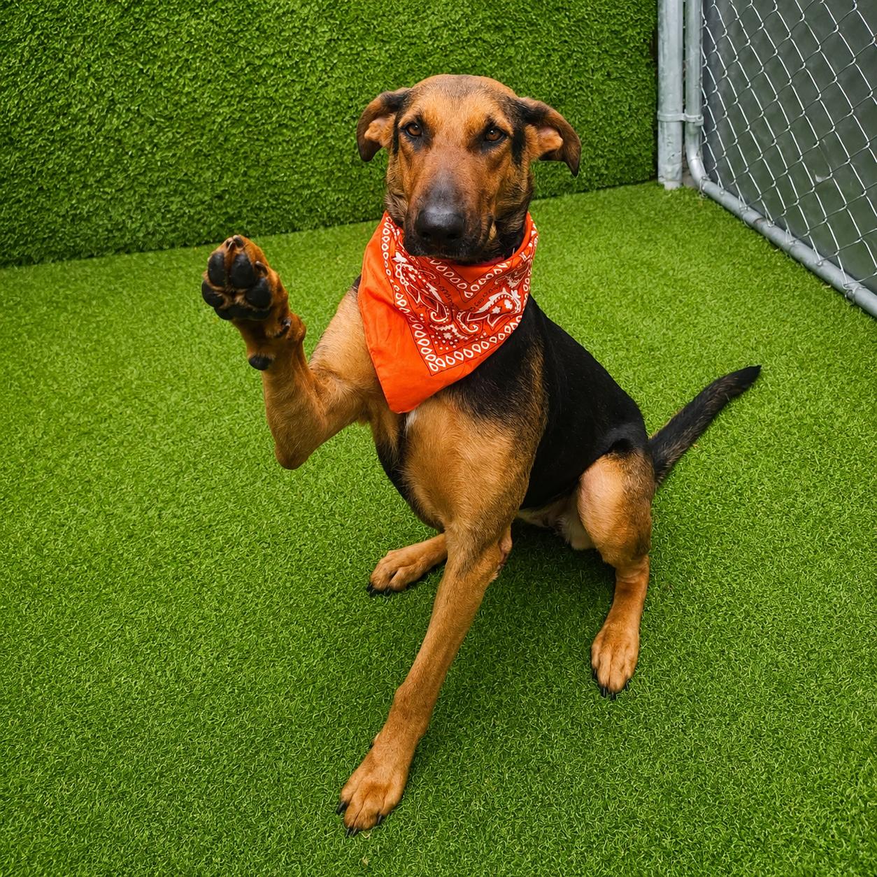 Enlarge Star, an adopted mixed breed in Houston, TX image 2/6