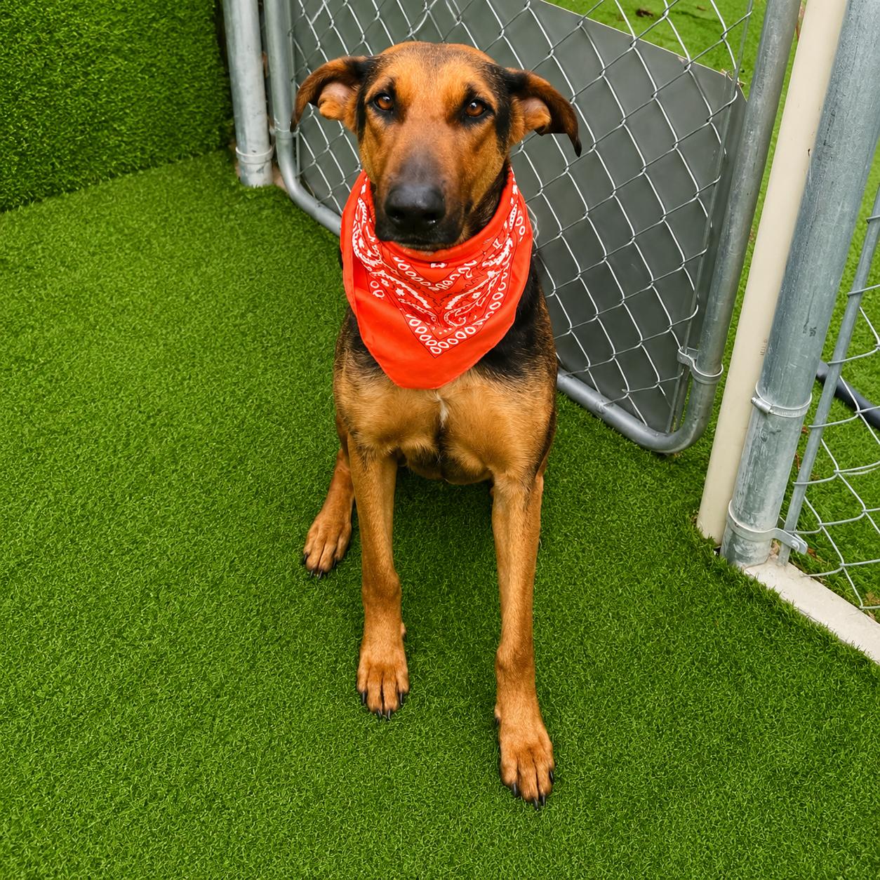 Enlarge Star, an adopted mixed breed in Houston, TX image 5/6