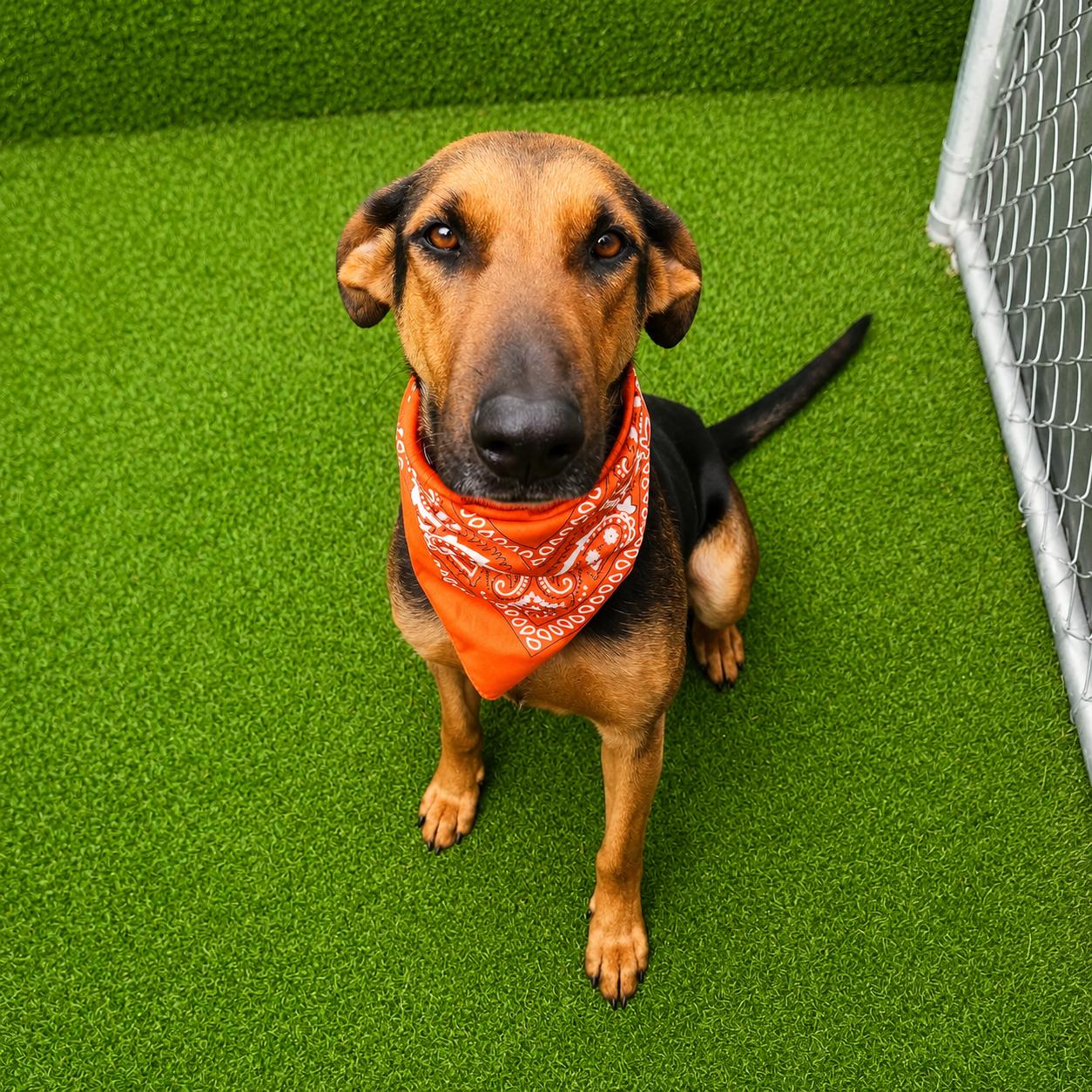 Enlarge Star, an adopted mixed breed in Houston, TX image 3/6