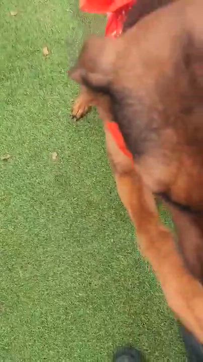 Enlarge Star, an adopted mixed breed in Houston, TX video 6/6