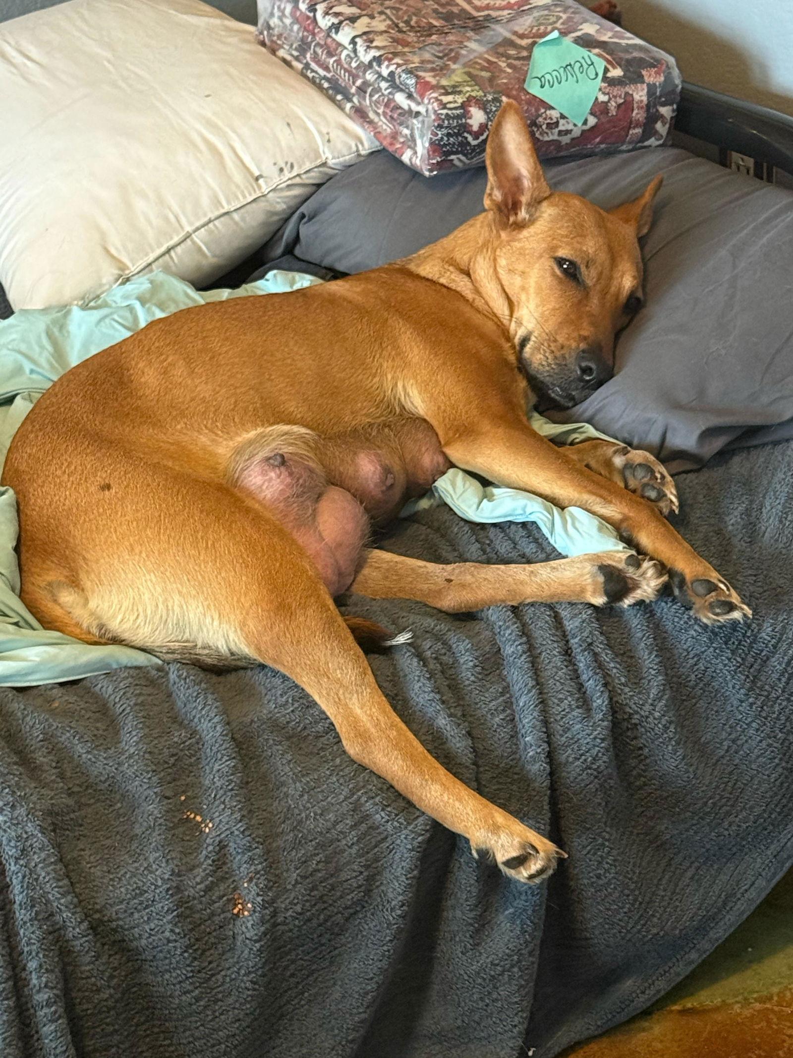 Eve, Adoptable, Adult Female Labrador Retriever.