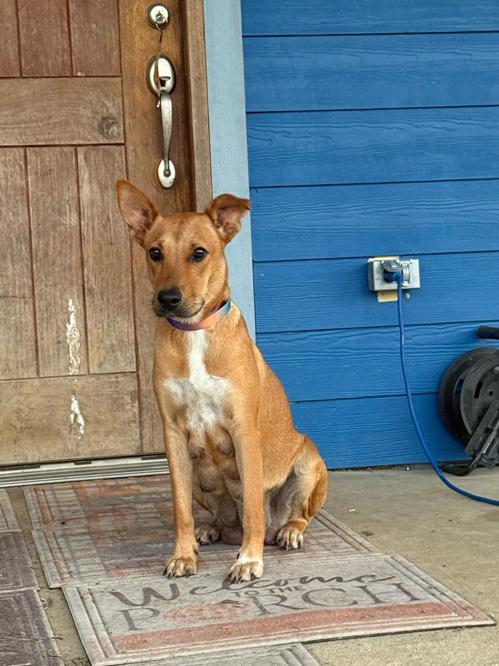 Enlarge Eve, a Adoptable Labrador Retriever in The Woodlands, TX image 2/3