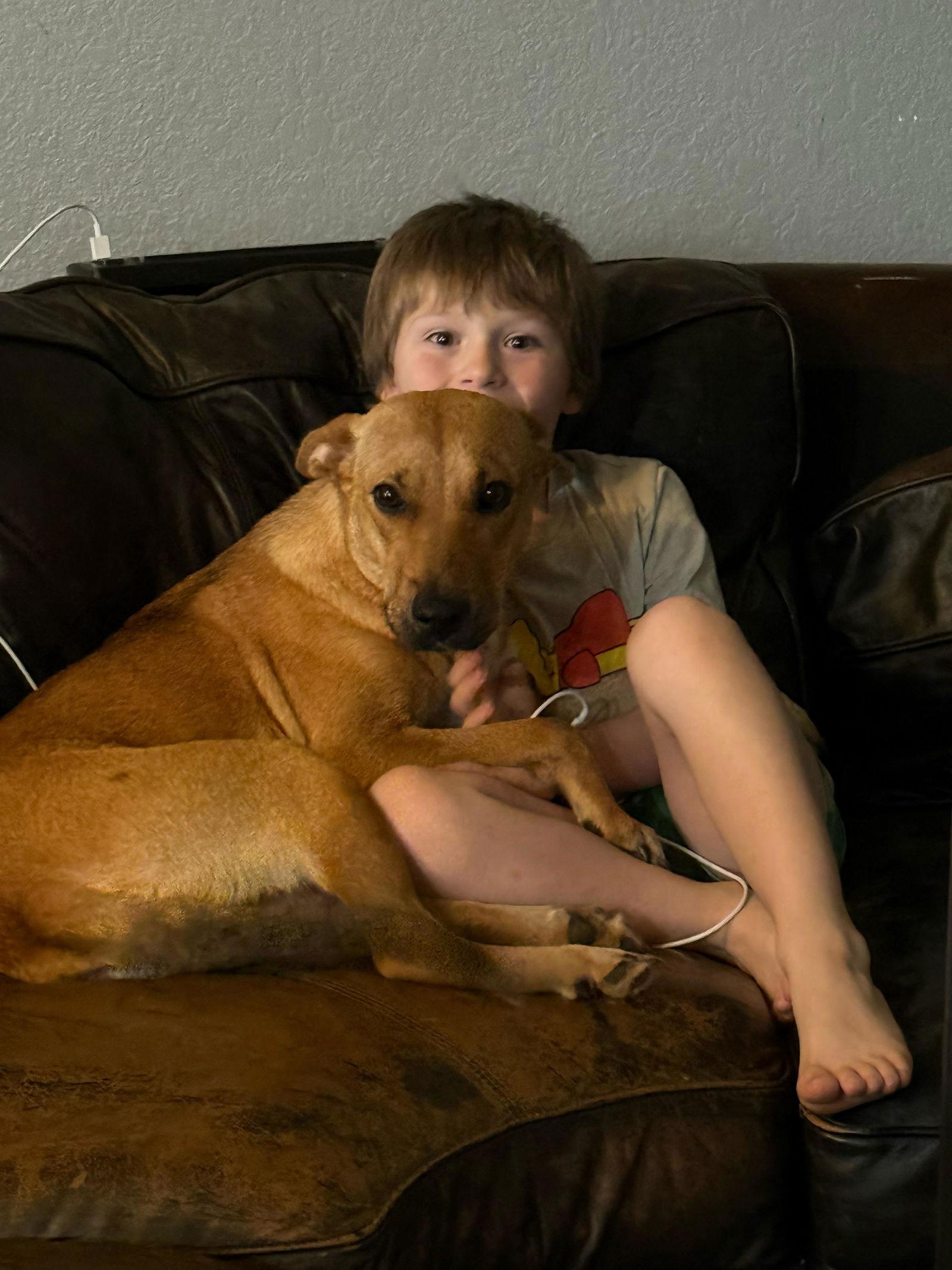 Enlarge Eve, a Adoptable Labrador Retriever in The Woodlands, TX image 3/3