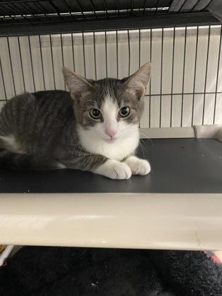 Enlarge Lansing, a Adoptable Domestic Short Hair in Norfolk, VA image 1/2