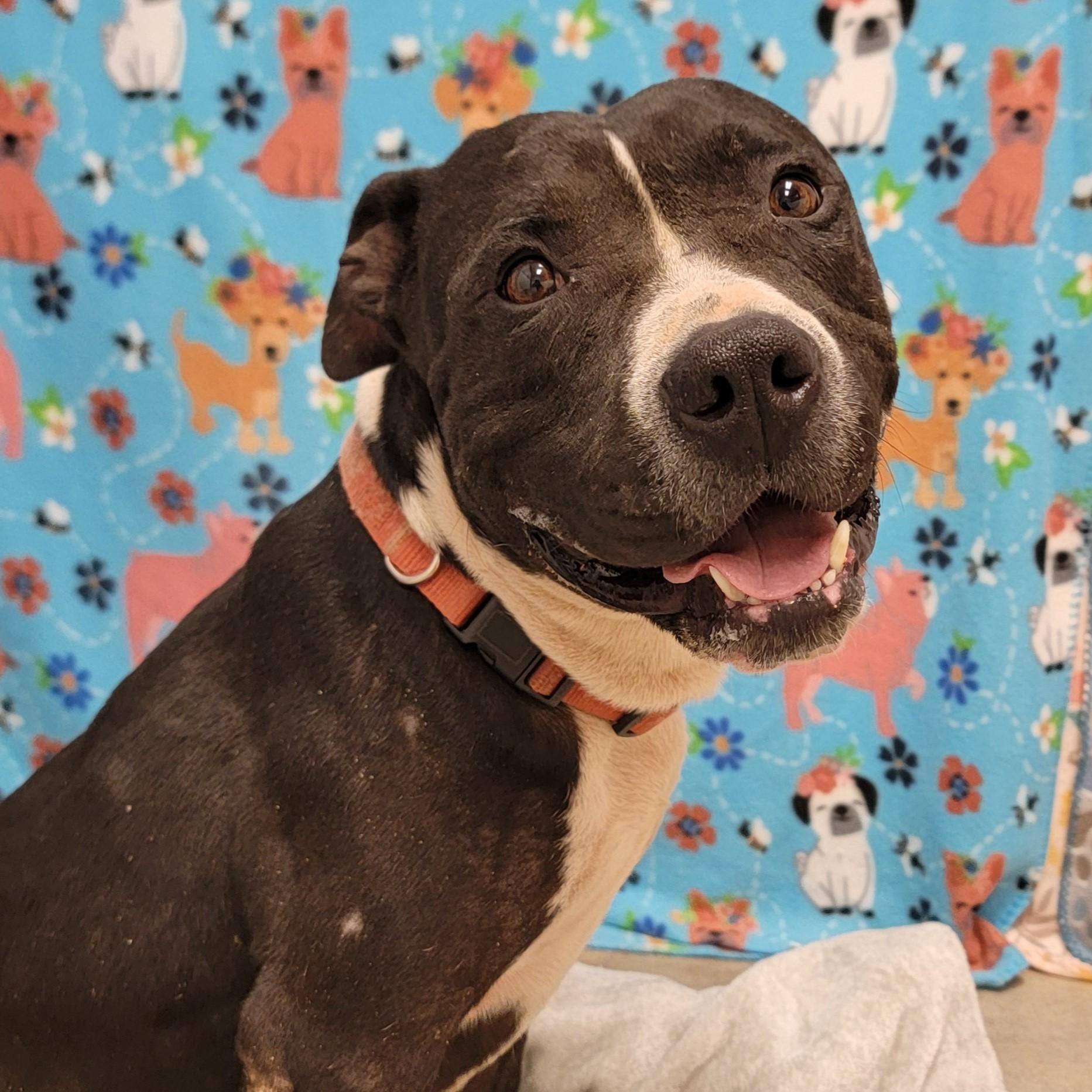 Enlarge Floyd, an adoptable mixed breed in ALPINE, TX image 6/6