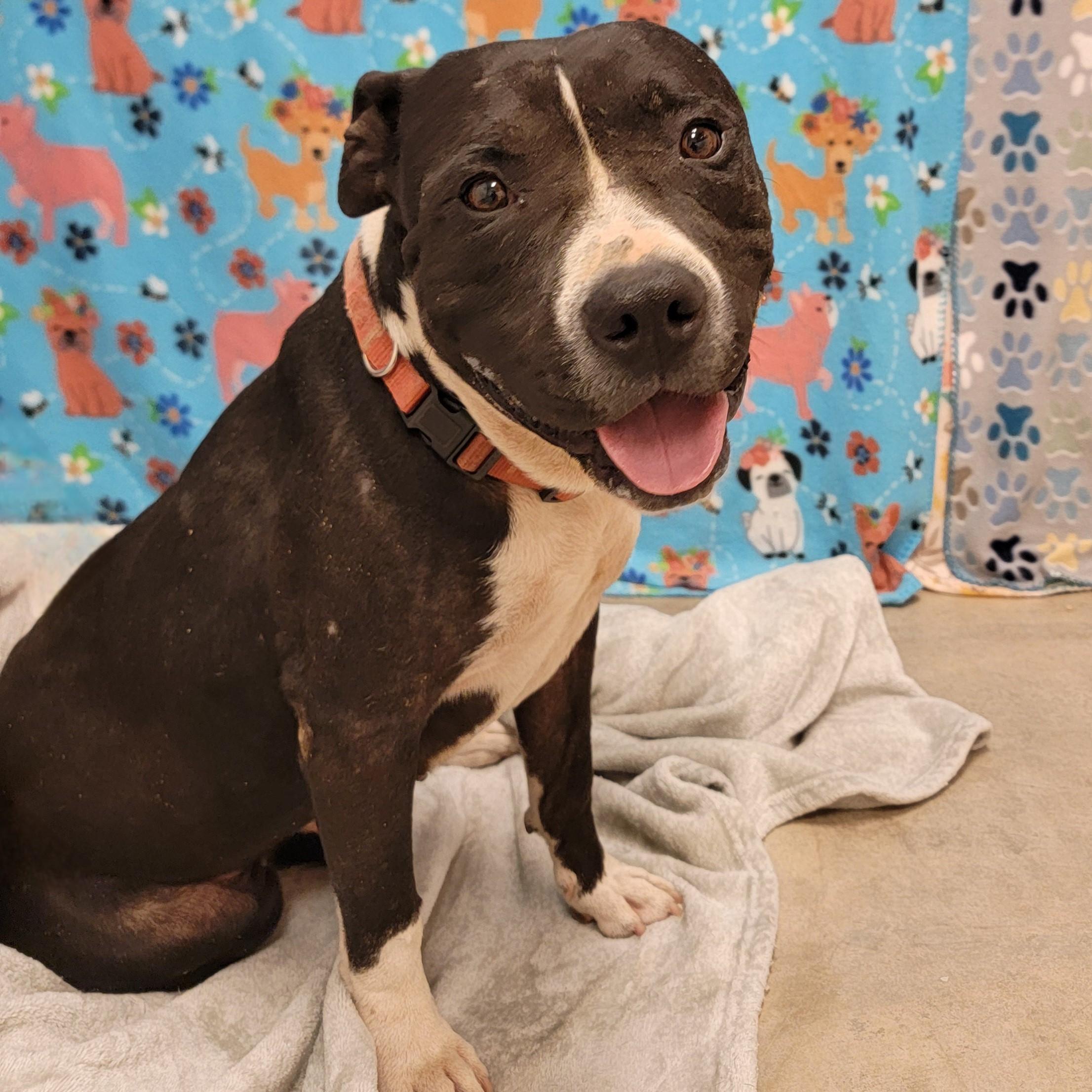 Enlarge Floyd, an adoptable mixed breed in ALPINE, TX image 5/6