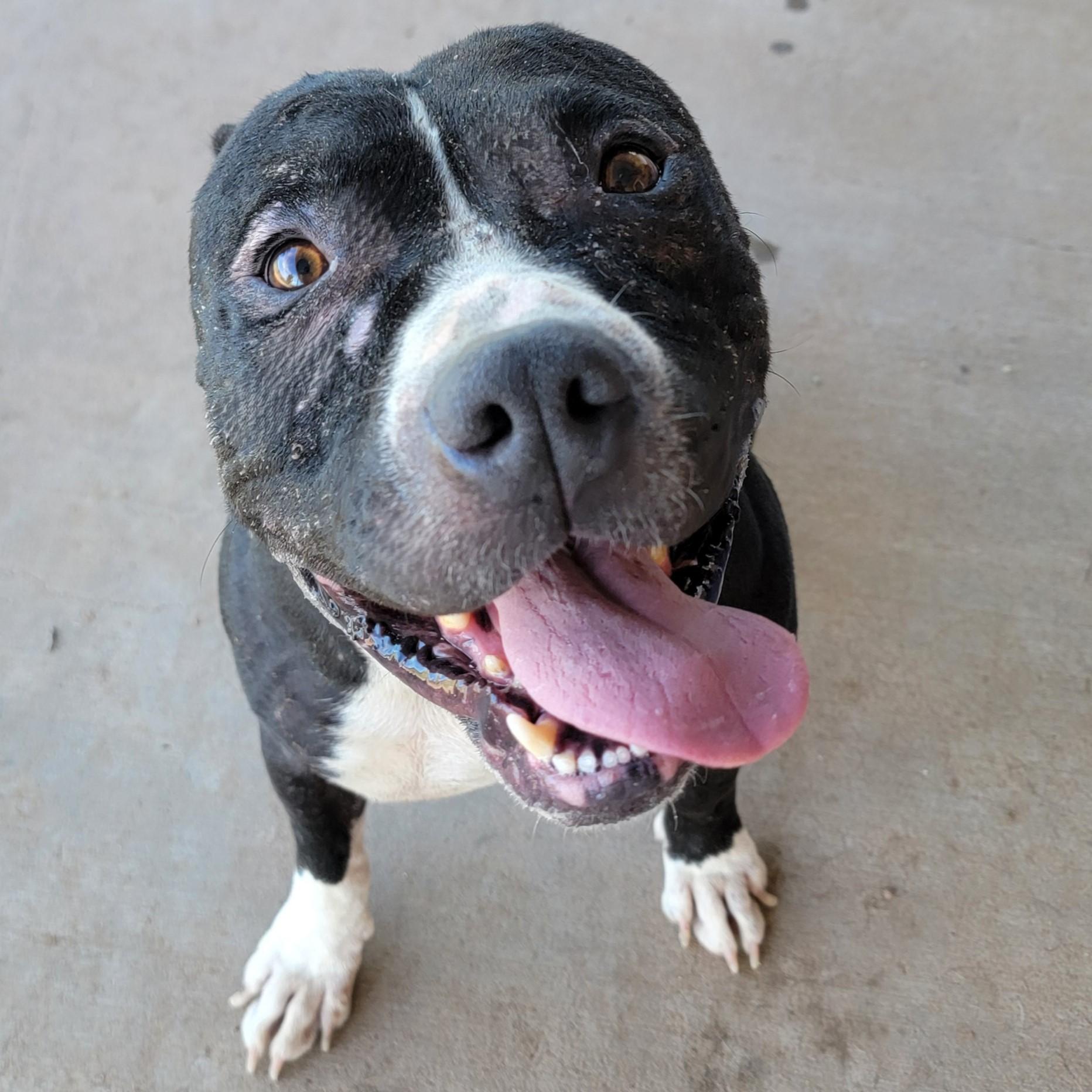 Floyd, Adult Male unknown