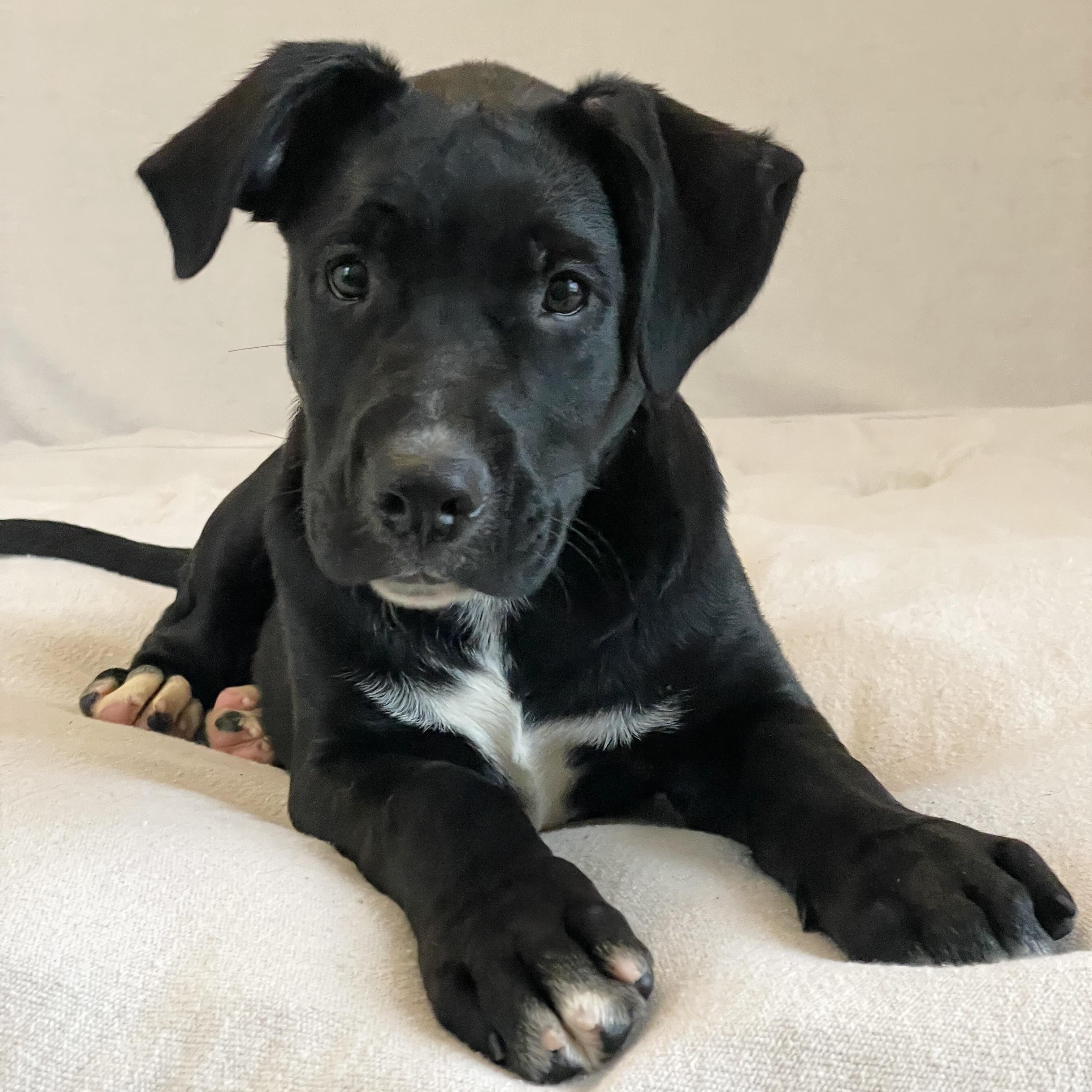 Darling sweet Daku, Baby Male Labrador Retriever