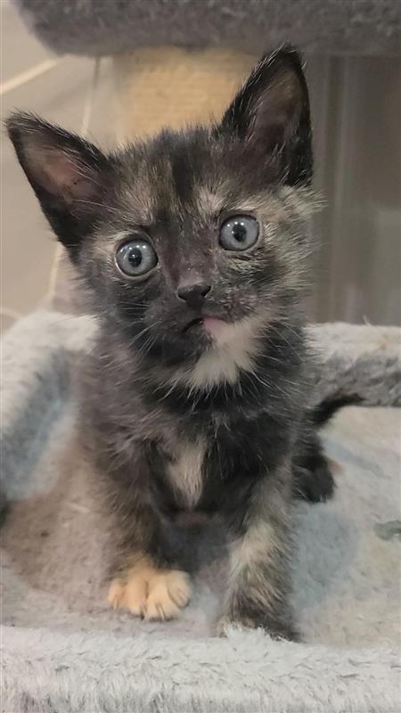 Faith, Adoptable, Kitten Female Domestic Short Hair.