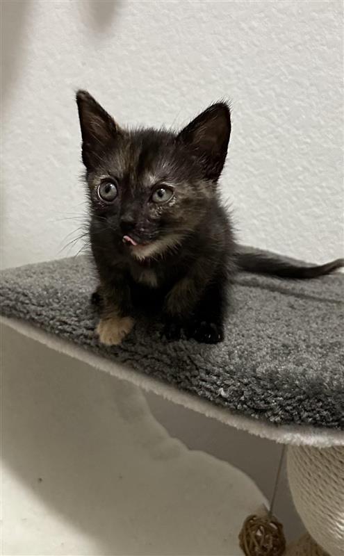 Enlarge Faith, a Adoptable mixed breed in Fayetteville, AR image 2/3