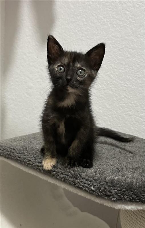 Enlarge Faith, a Adoptable mixed breed in Fayetteville, AR image 3/3