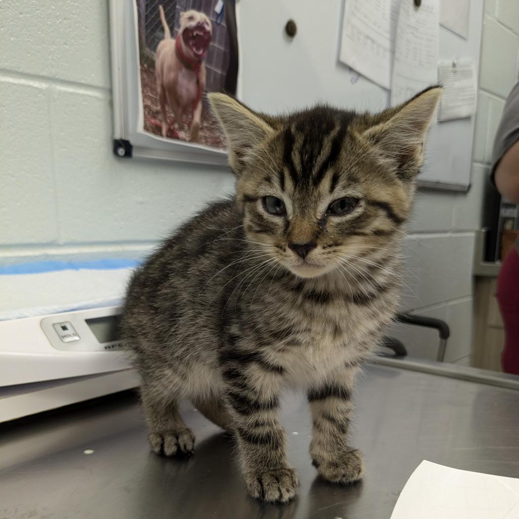 Boba, Adoptable, Adult Male Domestic Short Hair.