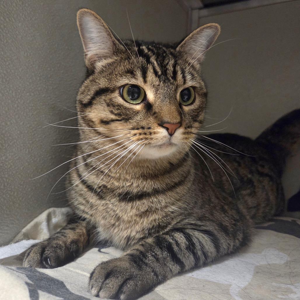 Boba, Adoptable, Adult Male Domestic Short Hair.