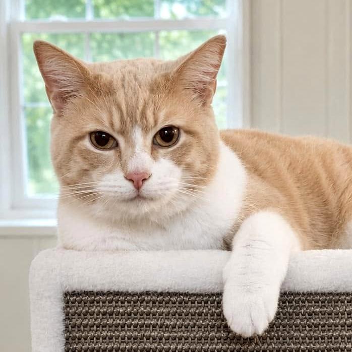 Mikey, ADOPTABLE, Young Male Domestic Short Hair.