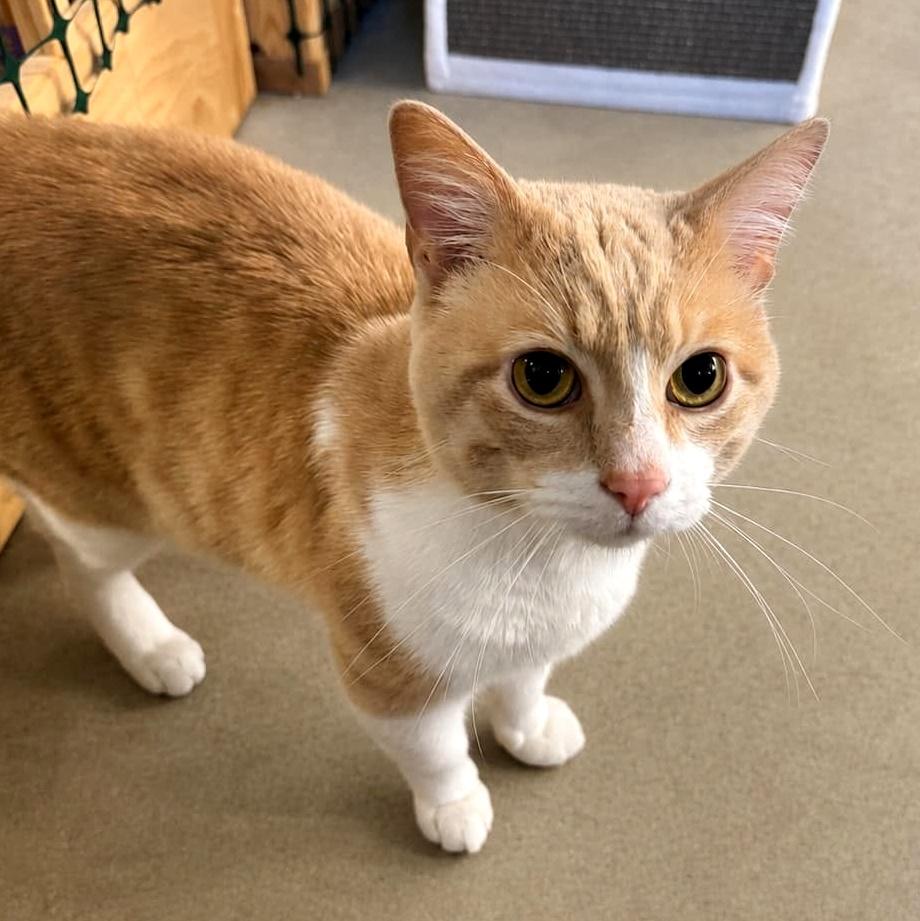 Enlarge Mikey, a ADOPTABLE Domestic Short Hair in Pittsburgh, PA image 3/5