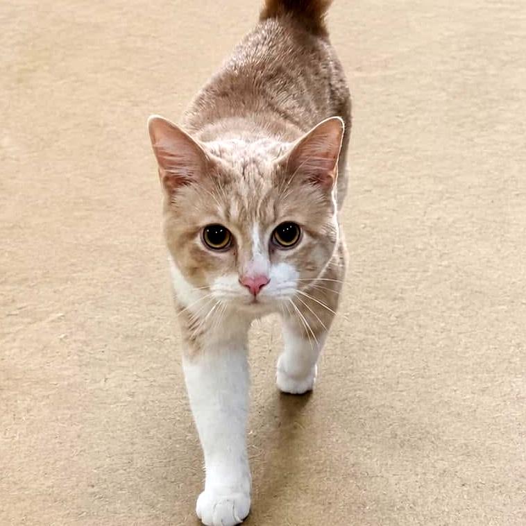 Enlarge Mikey, a ADOPTABLE Domestic Short Hair in Pittsburgh, PA image 2/5
