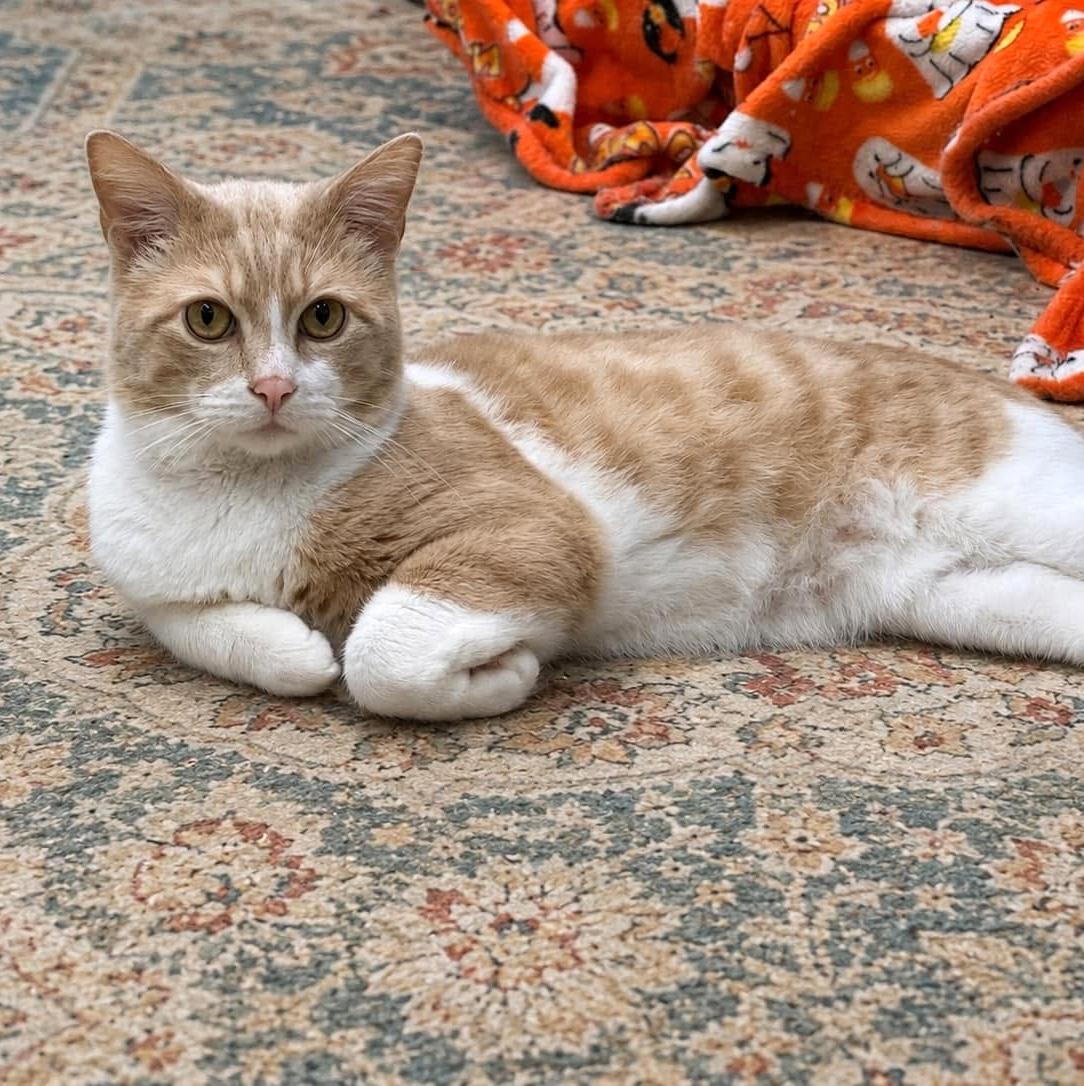 Enlarge Mikey, a ADOPTABLE Domestic Short Hair in Pittsburgh, PA image 4/5