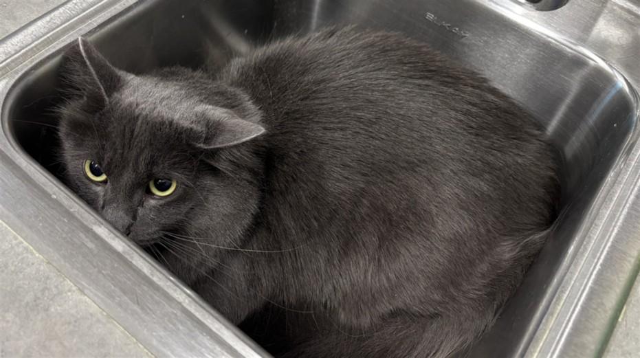 Enlarge FLINT, a Adoptable Domestic Medium Hair in Loveland, CO image 1/1