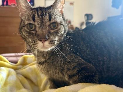 Hallie, Adoptable, Senior Female Domestic Short Hair & Domestic Short Hair.